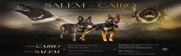 Belgian Shepherd Dog dogs for sale: BRN Dutch Herder puppies - Advert 1