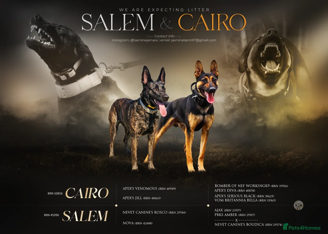 Belgian Shepherd Dog dogs for sale: BRN Dutch Herder puppies - Advert 1