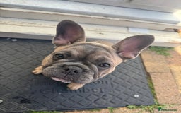 French Bulldog dogs for sale: NOW REDUCED, final 2 KC reg frenchies in Sheffield - Image 13