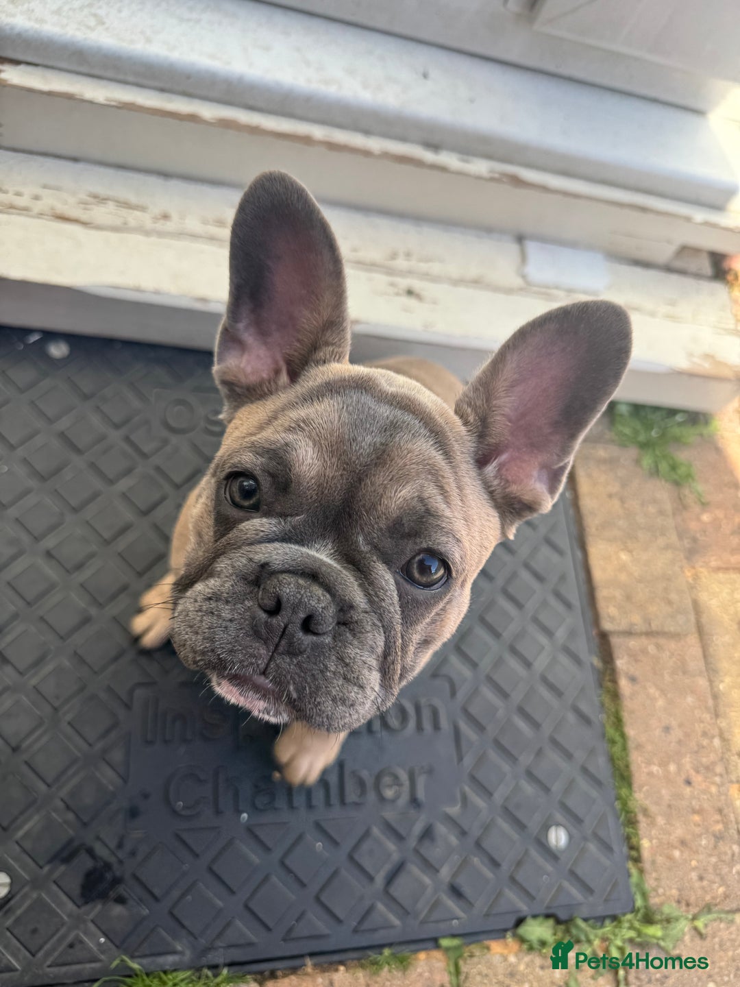 French Bulldog dogs for sale: NOW REDUCED, final 2 KC reg frenchies in Sheffield - Image 13