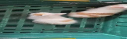 Lionhead rabbits for sale: 2 beautiful purebred lionhead rabbits - Advert 2
