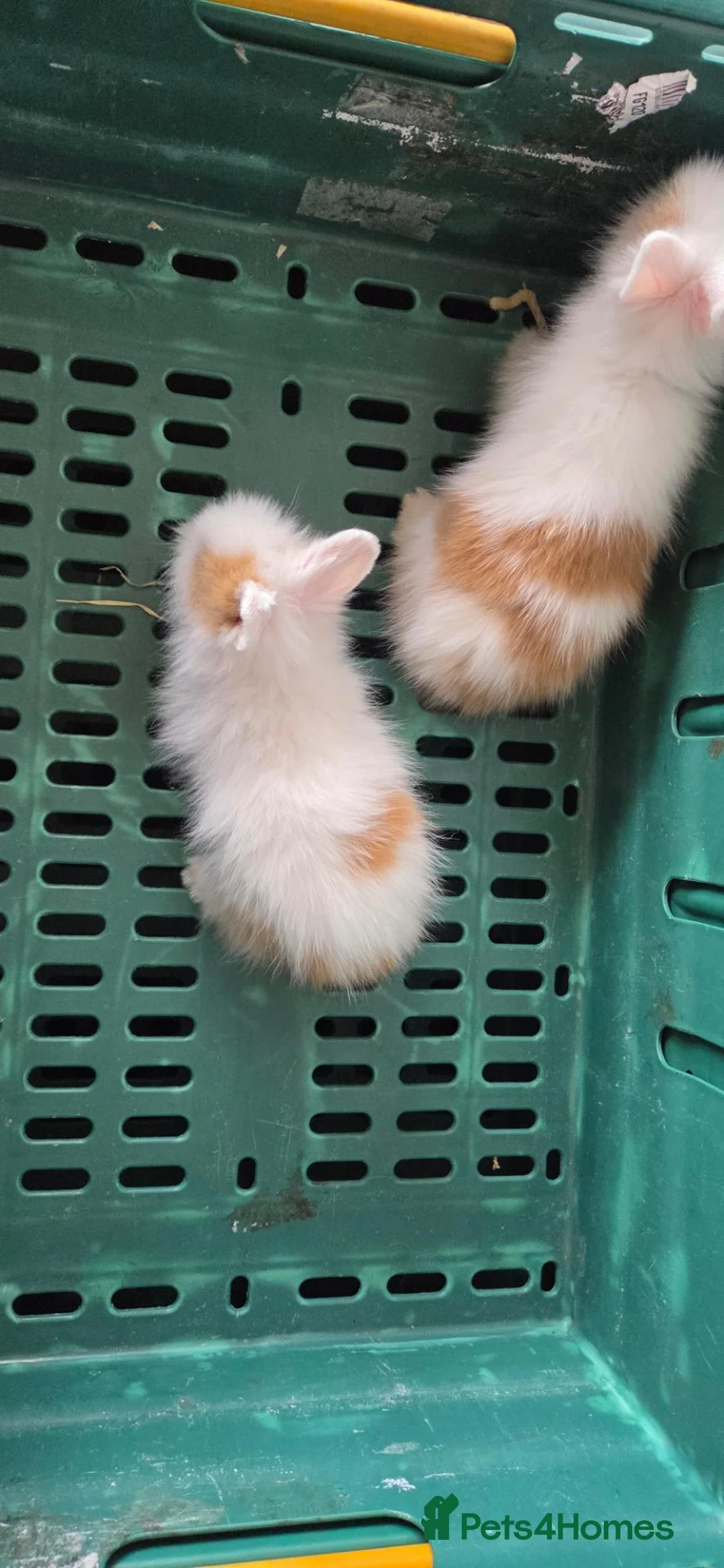 Lionhead rabbits for sale: 2 beautiful purebred lionhead rabbits - Advert 2