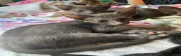Oriental cats for sale: 7 stunning oriental kittens available now - Advert 12