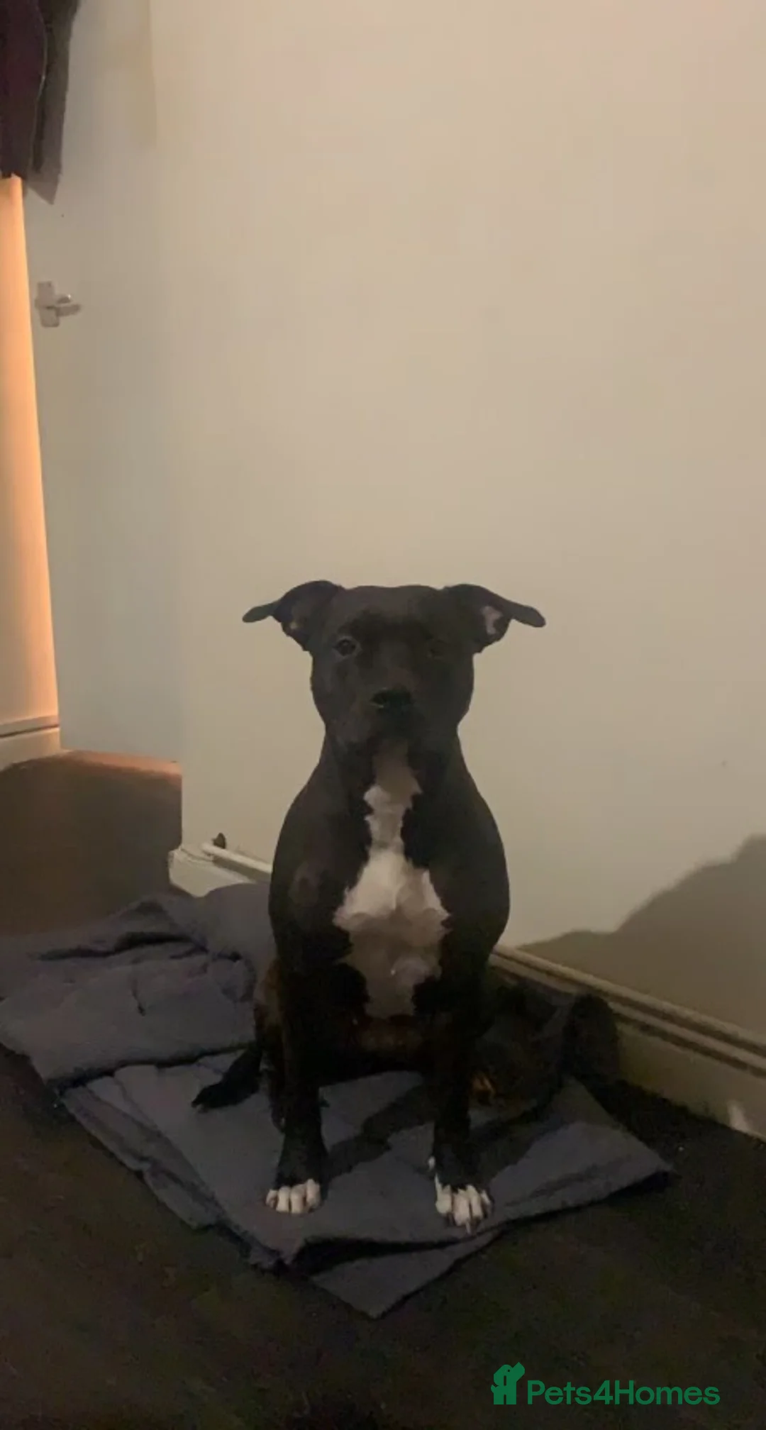 Mixed Breed dogs for sale: Amazing American Staffordshire pups for sell in Woodford Green - Advert 2