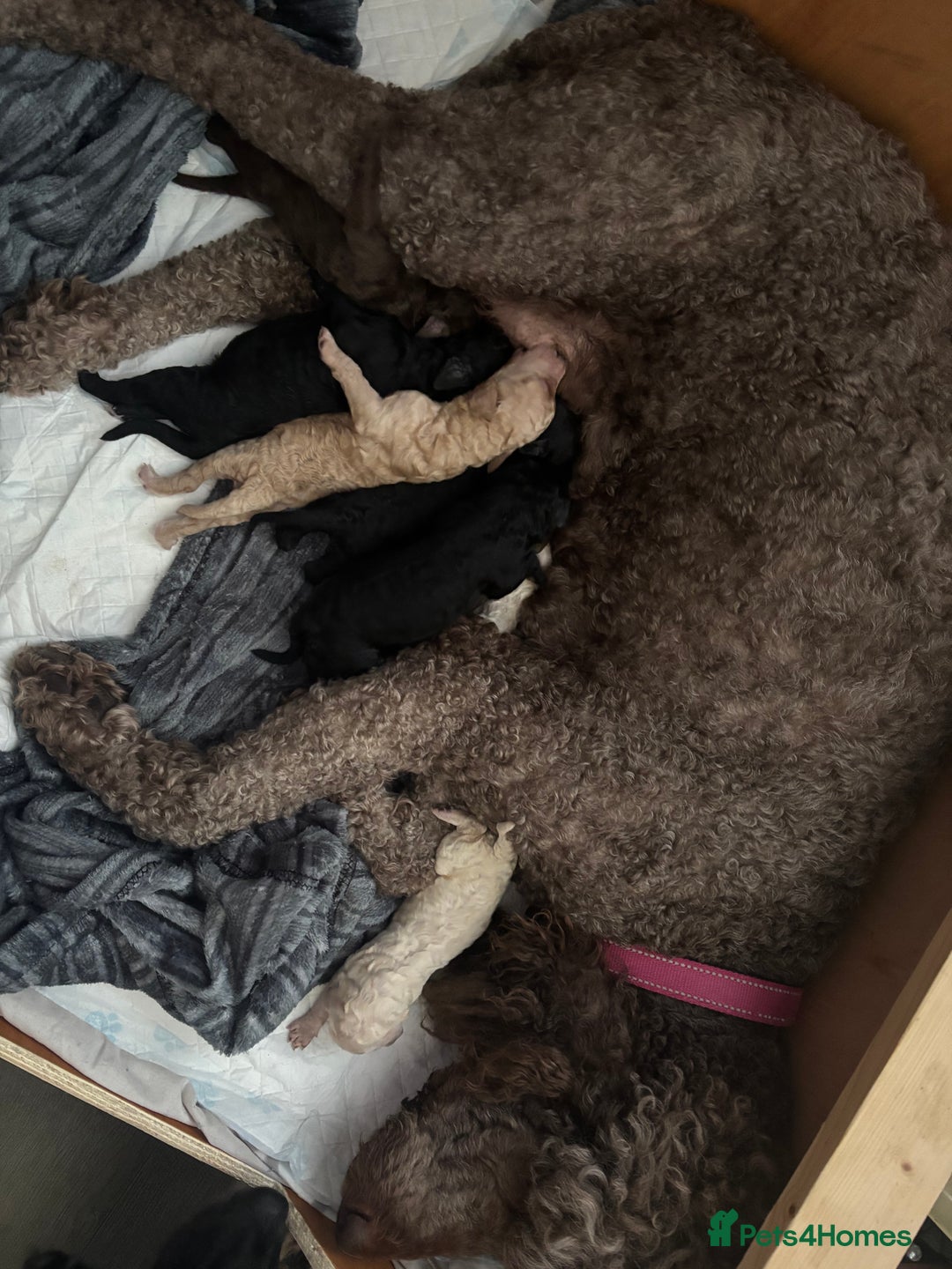 Standard Poodle dogs for sale: Beautiful litter of Standard Poodle Puppies  - Image 1