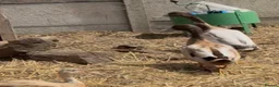 Ducks poultry for sale: Inseparable Campbell-Runner Drakes Adoption:Urgent - Advert 5