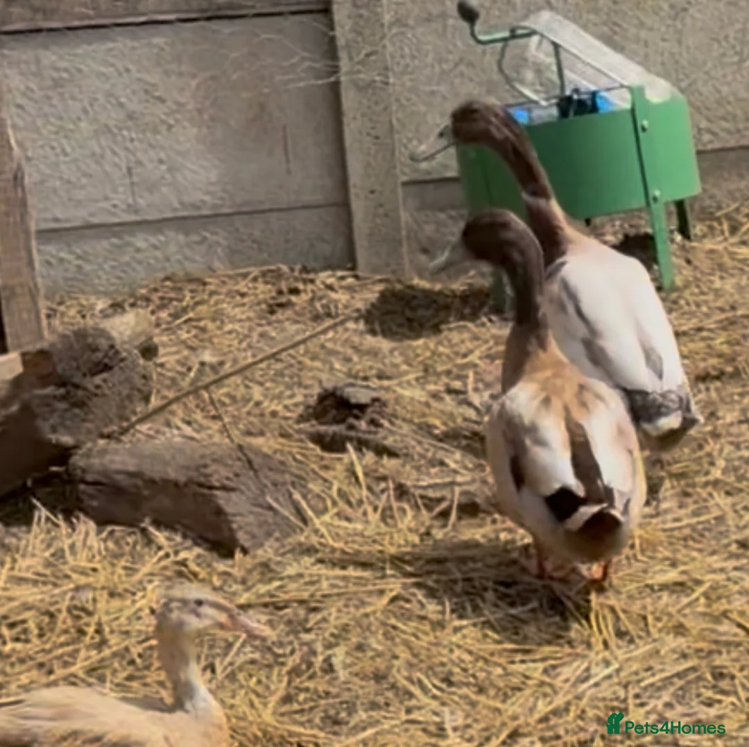 Ducks poultry for sale: Inseparable Campbell-Runner Drakes Adoption:Urgent - Advert 5