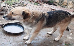 Mixed Breed dogs for adoption: CHLOE - a Lovely mix breed Girl, for a Loving Home - Image 4