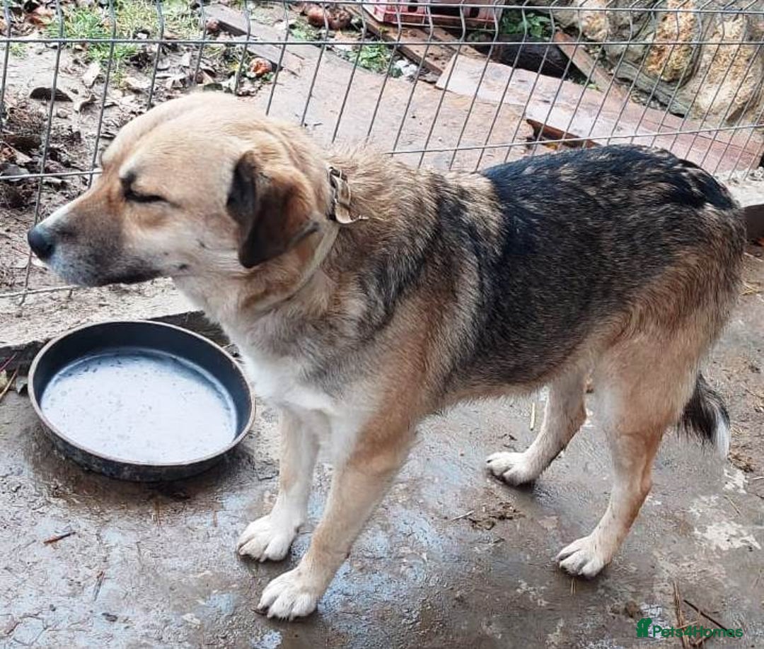 Mixed Breed dogs for adoption: CHLOE - a Lovely mix breed Girl, for a Loving Home - Image 4