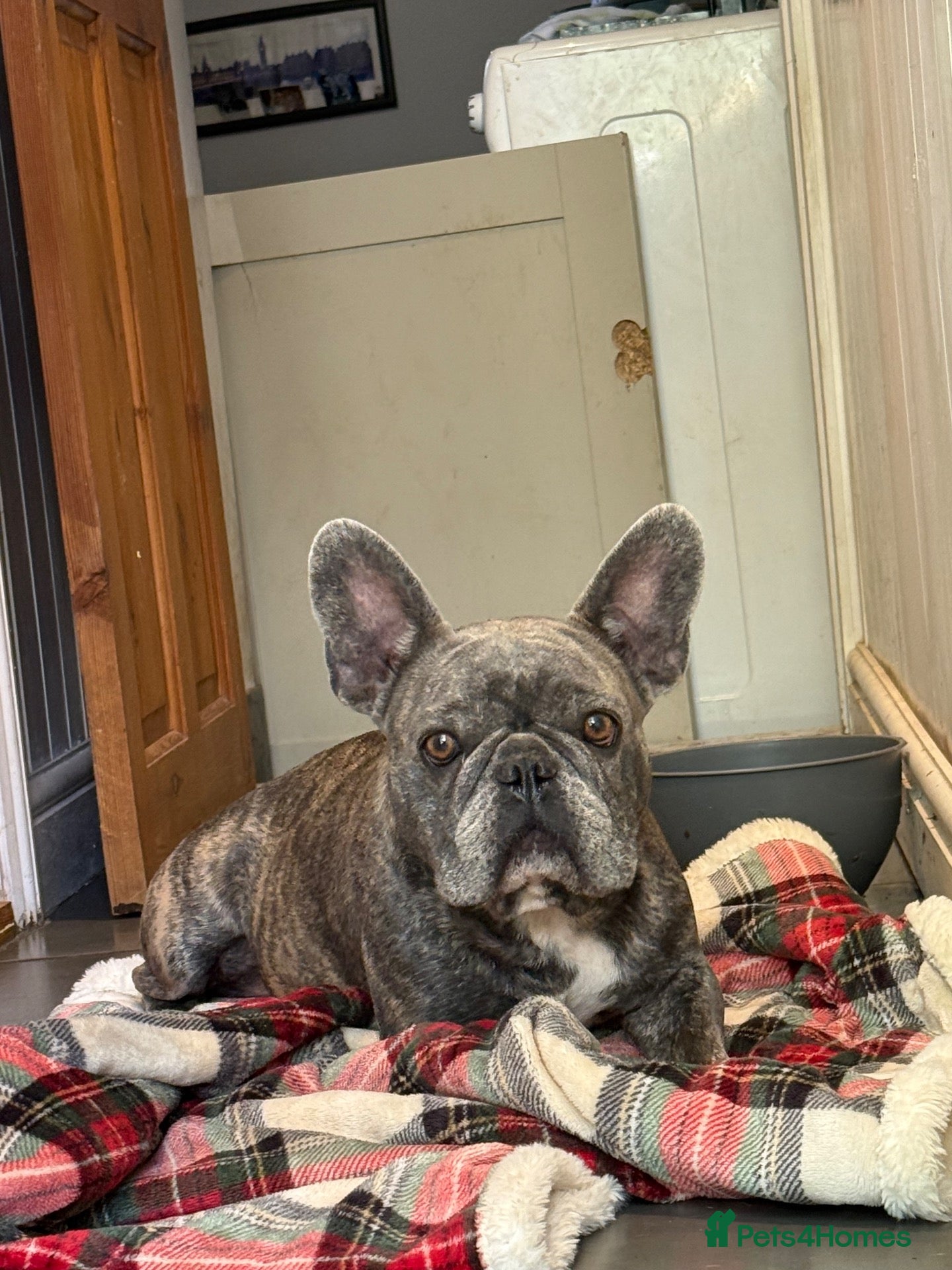 French Bulldog dogs Grown French bulldog  - Advert 2
