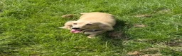Miniature Dachshund dogs for sale: Cream long haired miniature dachshund - Advert 2