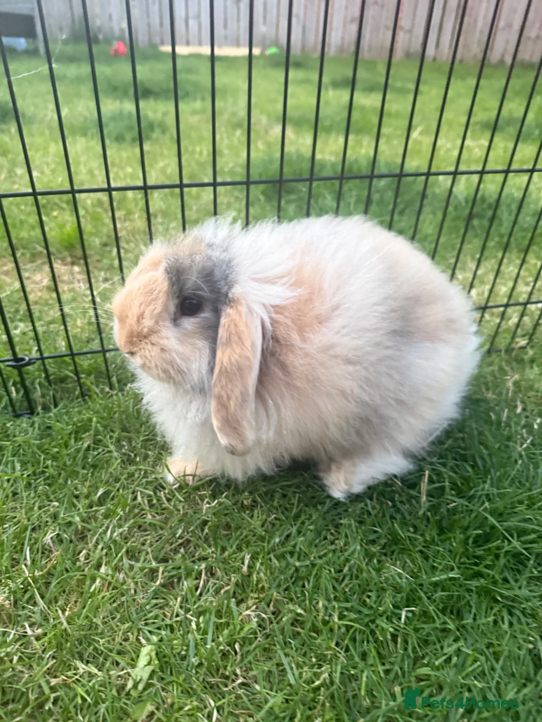 Mini Lop rabbits for sale: 1 female mini lop & 1 male Cashmere Mini Lop  in Bishop Auckland - Advert 2