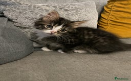 Mixed Breed cats for sale: ❤️ beautiful fur baby’s ready now❤️ - Image 2