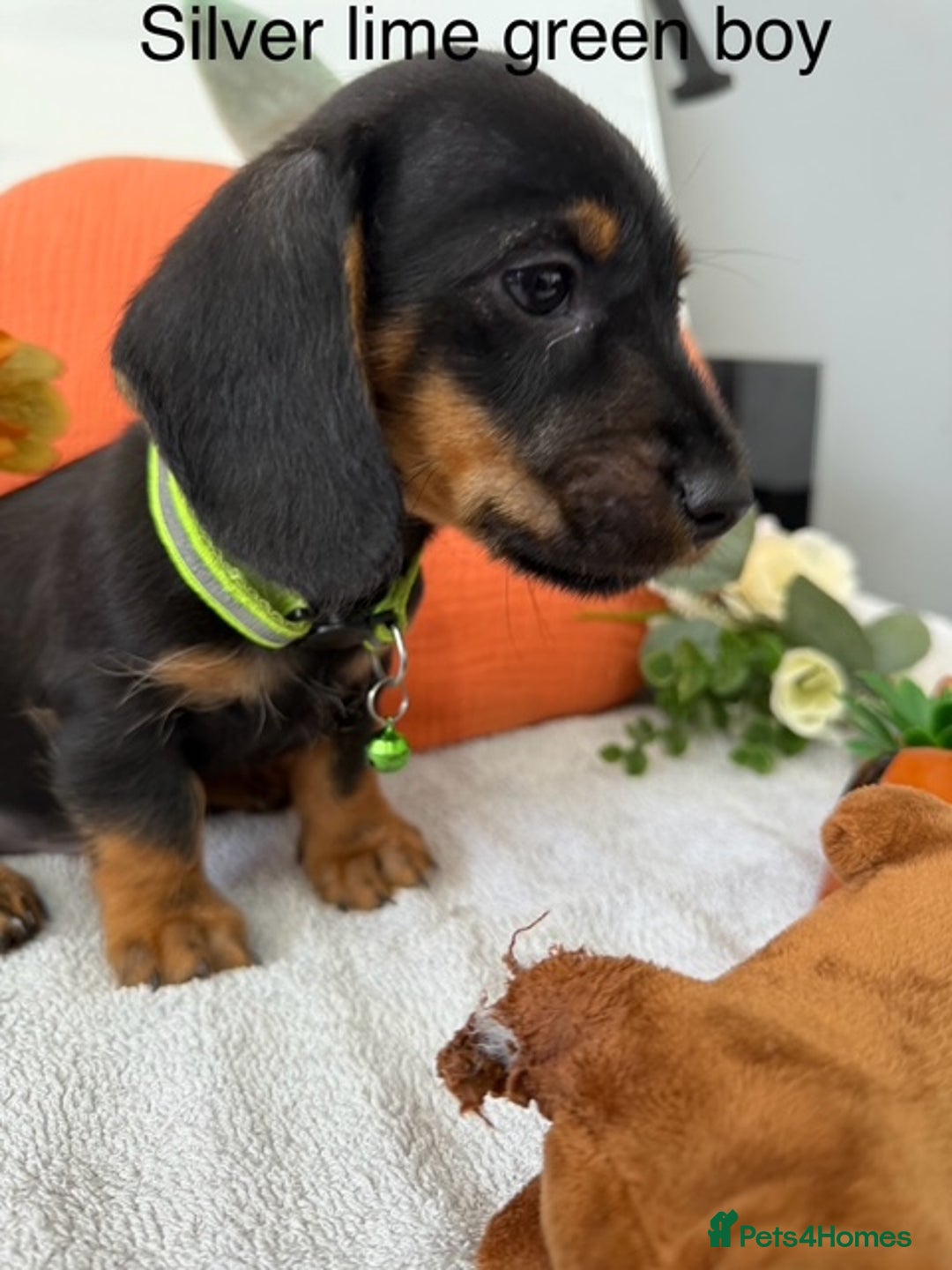 Miniature Dachshund dogs for sale: stunning litter of dachshunds - Image 11