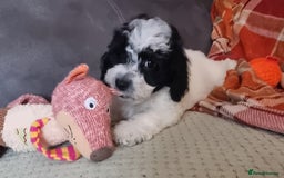 Cockapoo dogs for sale: Fully Vaccinated Best Friend Sofa Companions 🥰   - Image 32
