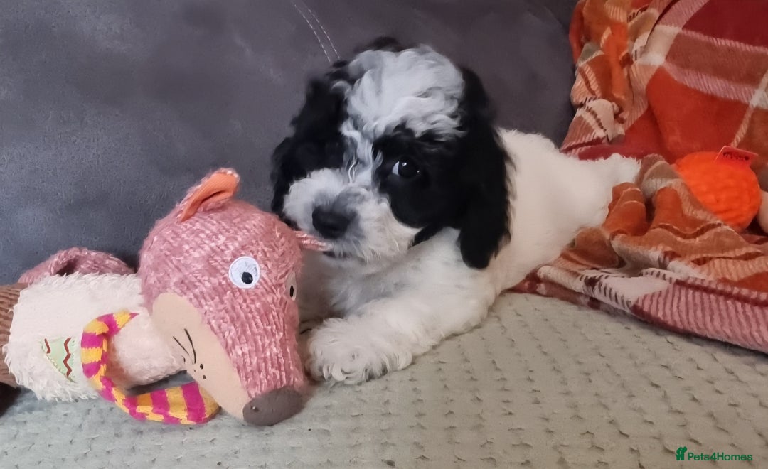 Cockapoo dogs for sale: Fully Vaccinated Best Friend Sofa Companions 🥰   - Image 32
