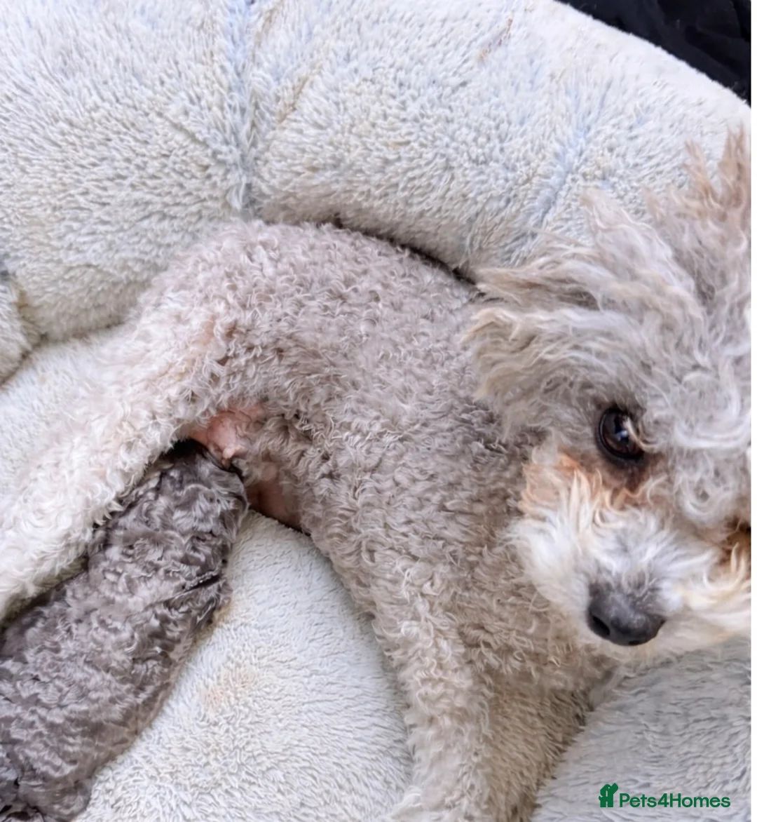 Toy Poodle dogs for sale: Beautiful KC Phantom Poodle Boy - Advert 4