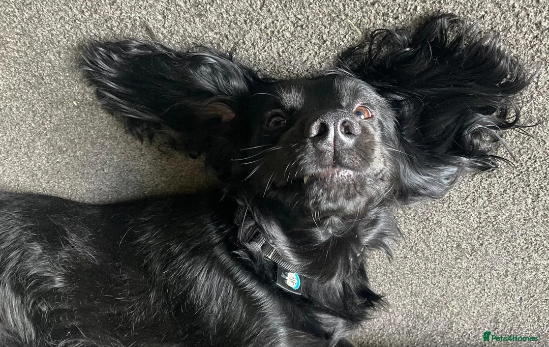 Cocker Spaniel dogs for stud: Black working Cocker Spaniel in Blyth - Advert 1