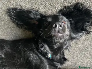 Cocker Spaniel dogs Black working Cocker Spaniel in Blyth - Advert 13