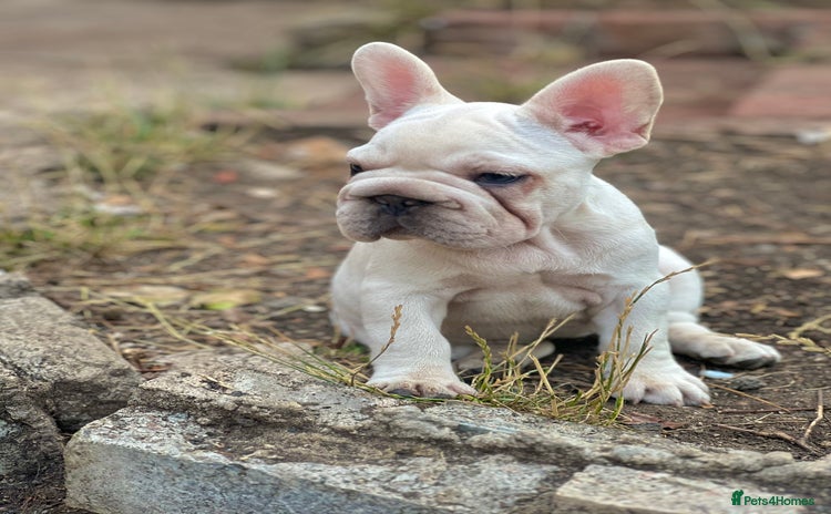 French Bulldog dogs - Advert 16