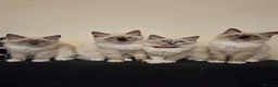 Ragdoll cats for sale: 3 Fluffy boys left  - Advert 21