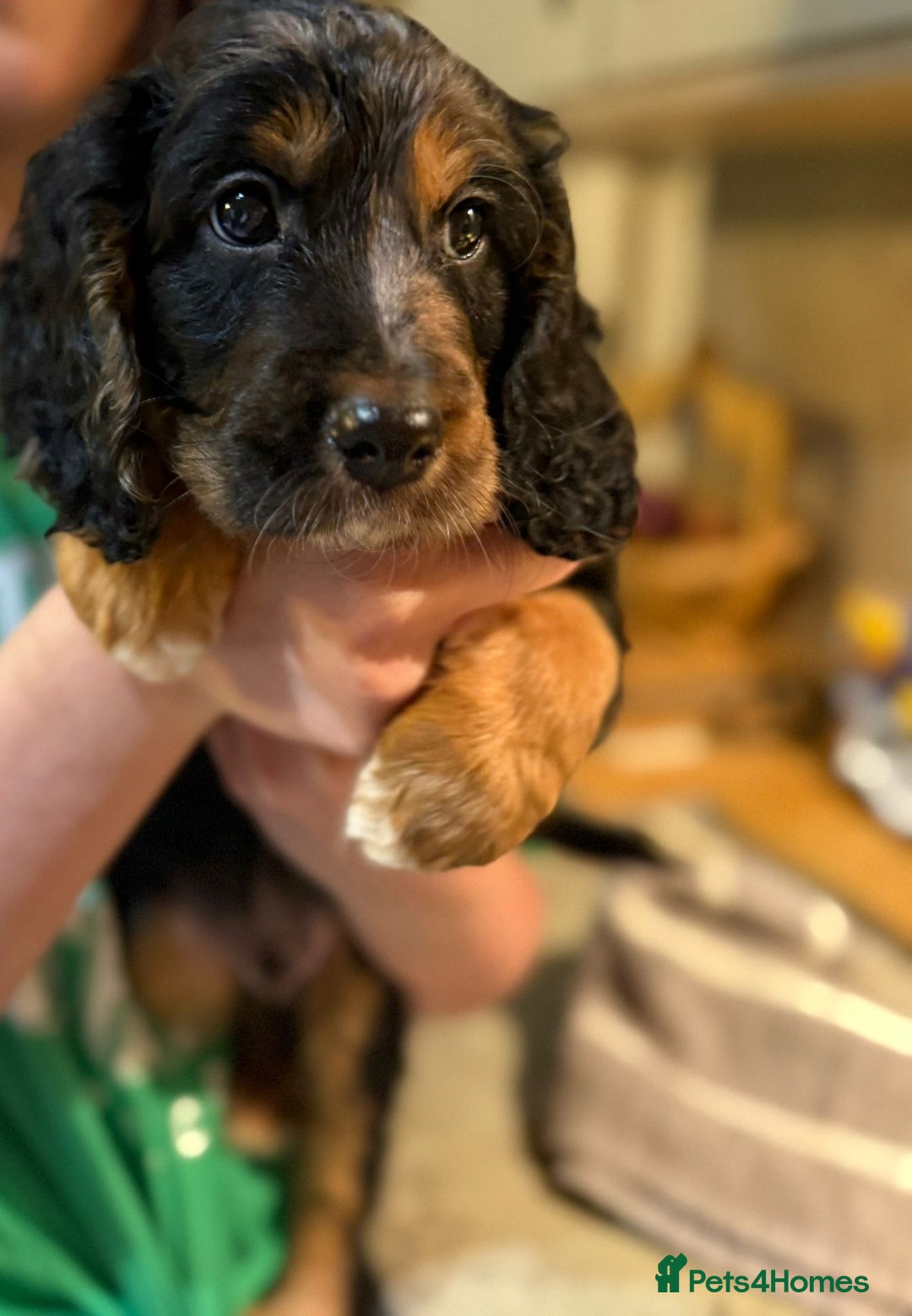 Cockapoo dogs for sale: 2 males 1 female  - Advert 4