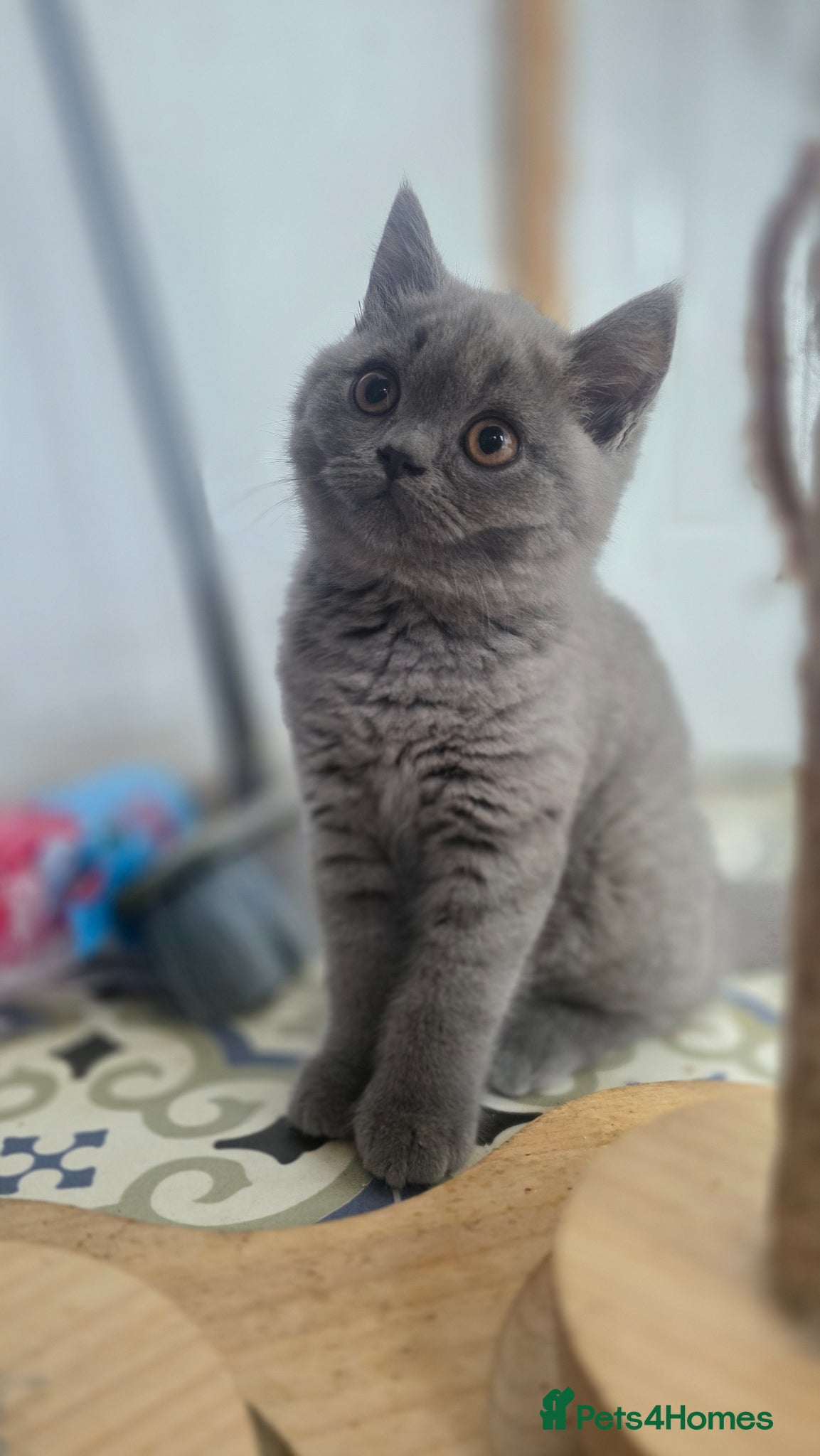 British Shorthair cats for sale: READY British shorthair female kitten  - Advert 4