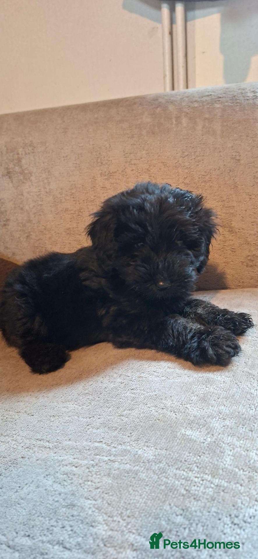 Cockapoo dogs Gorgeous female puppy  - Advert 8