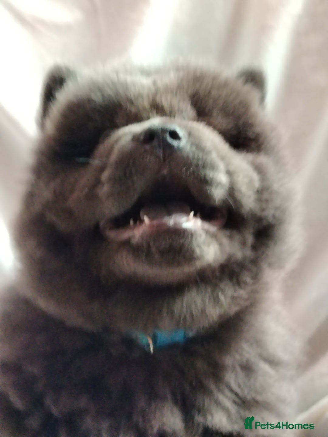 Chow Chow dogs for sale:  KC registered Chow Chow puppies for sale.🤗 - Image 4