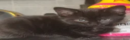 Mixed Breed cats for sale: Black kitten in Dover - Advert 13