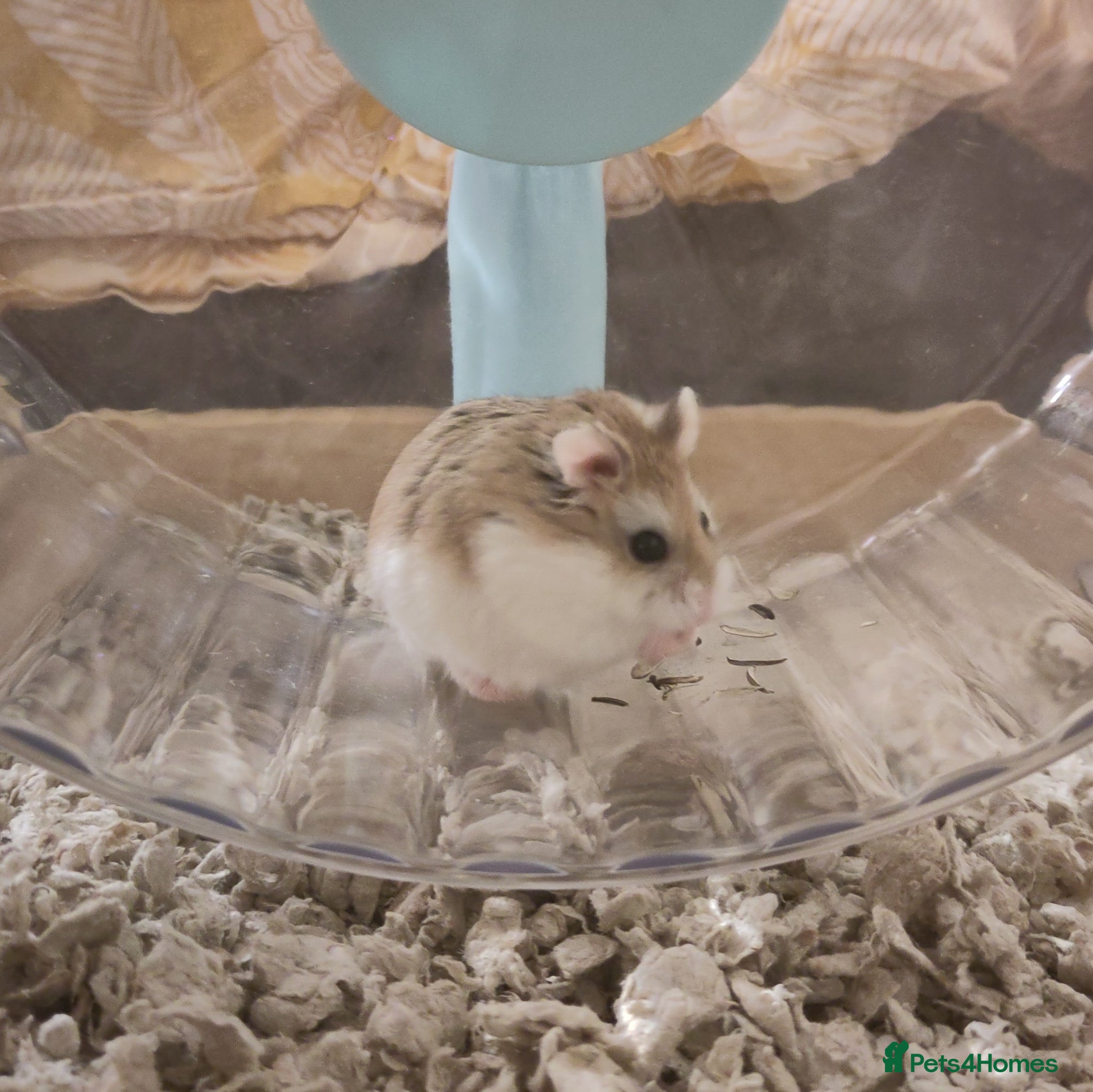 Hamster rodents Noodle | For Adoption | Male Roborovski Hamster - Advert 2