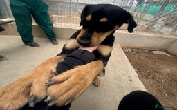 Mixed Breed dogs for adoption: Parker (Hound mix) - Image 22