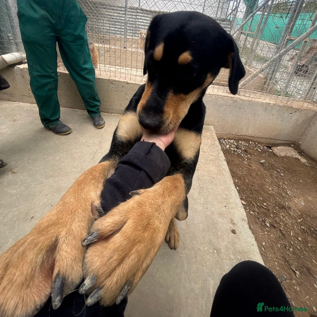 Mixed Breed dogs for adoption: Parker (Hound mix) - Image 22