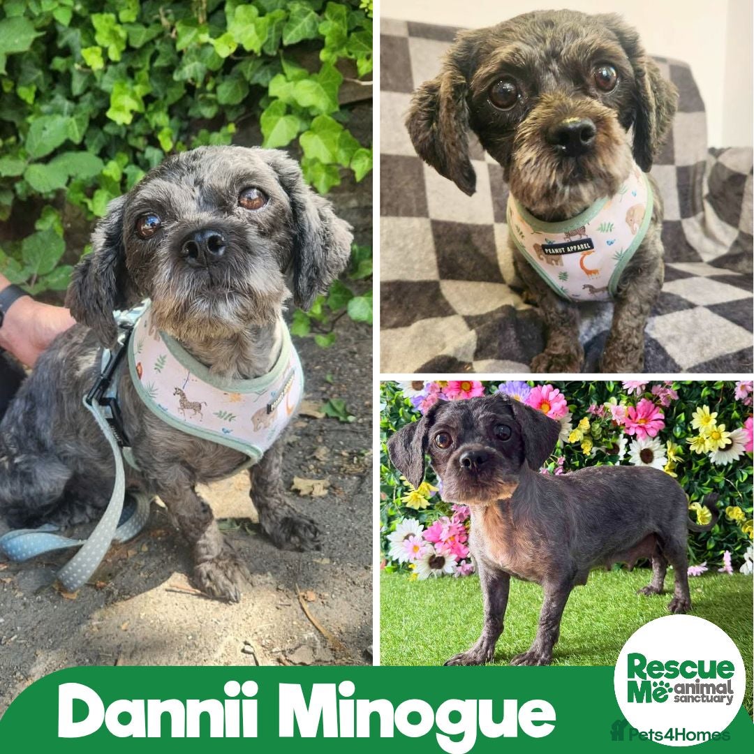 Shih Tzu dogs Darling Dannii Minogue - Advert 1