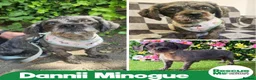 Shih Tzu dogs for adoption: Darling Dannii Minogue - Advert 1
