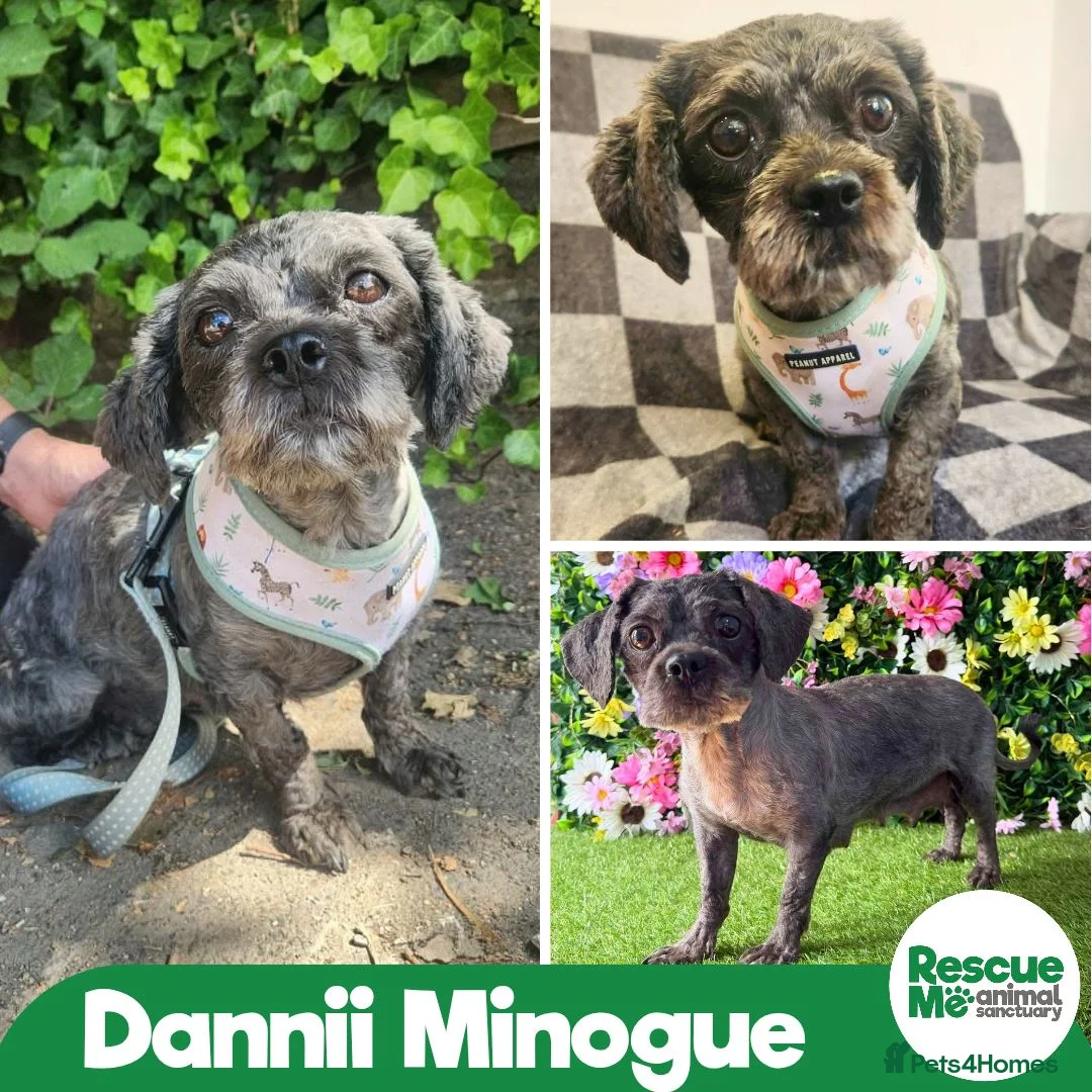 Shih Tzu dogs for adoption: Darling Dannii Minogue - Advert 1