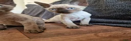 Devon Rex cats for sale: Adorable Devon Rex Kittens 💕 - Advert 8