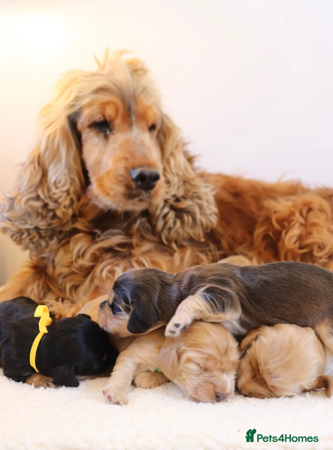 Cocker Spaniel dogs for sale: Kc show cocker spaniels  - Advert 7