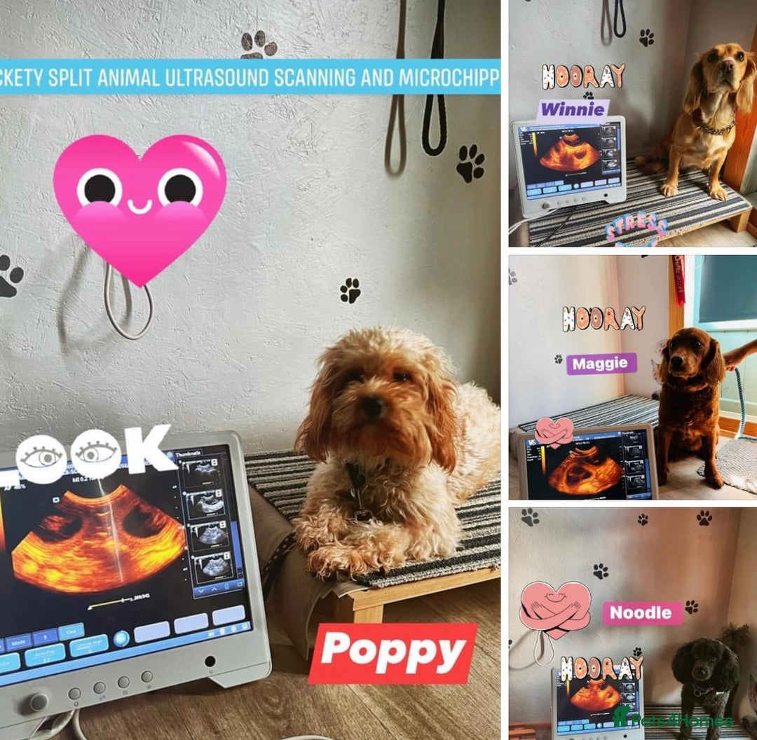 Toy Poodle dogs for stud: KC reg health tested toy poodle studs in Exeter - Advert 23