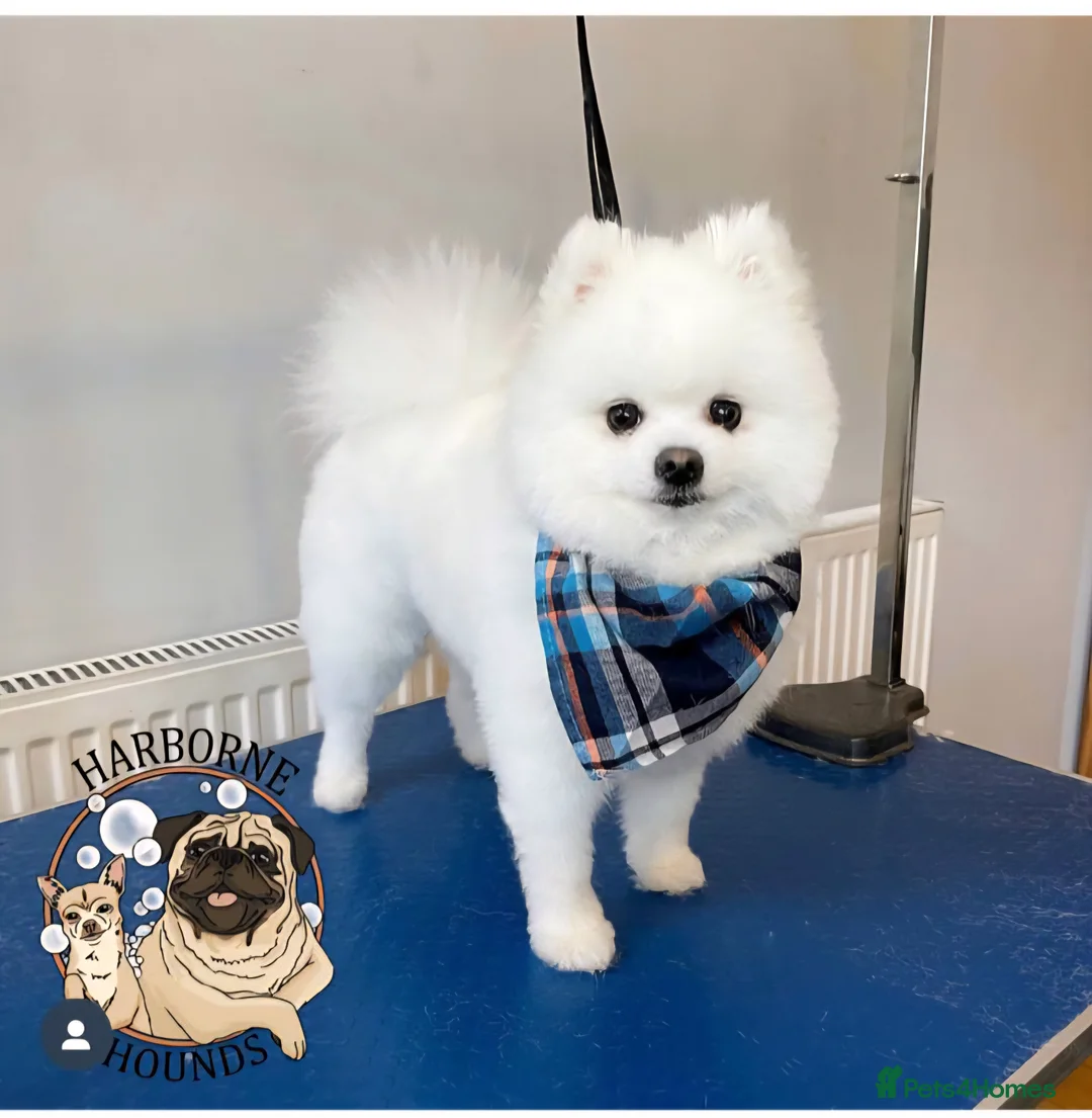 Pomeranian dogs for stud: KC PURE WHITE RUSSIAN POM  - Advert 5