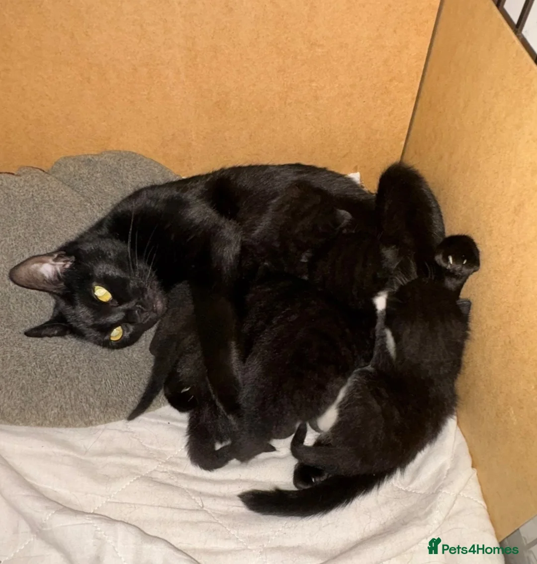 Mixed Breed cats for sale: The Lively Lads in Newbury - Advert 2
