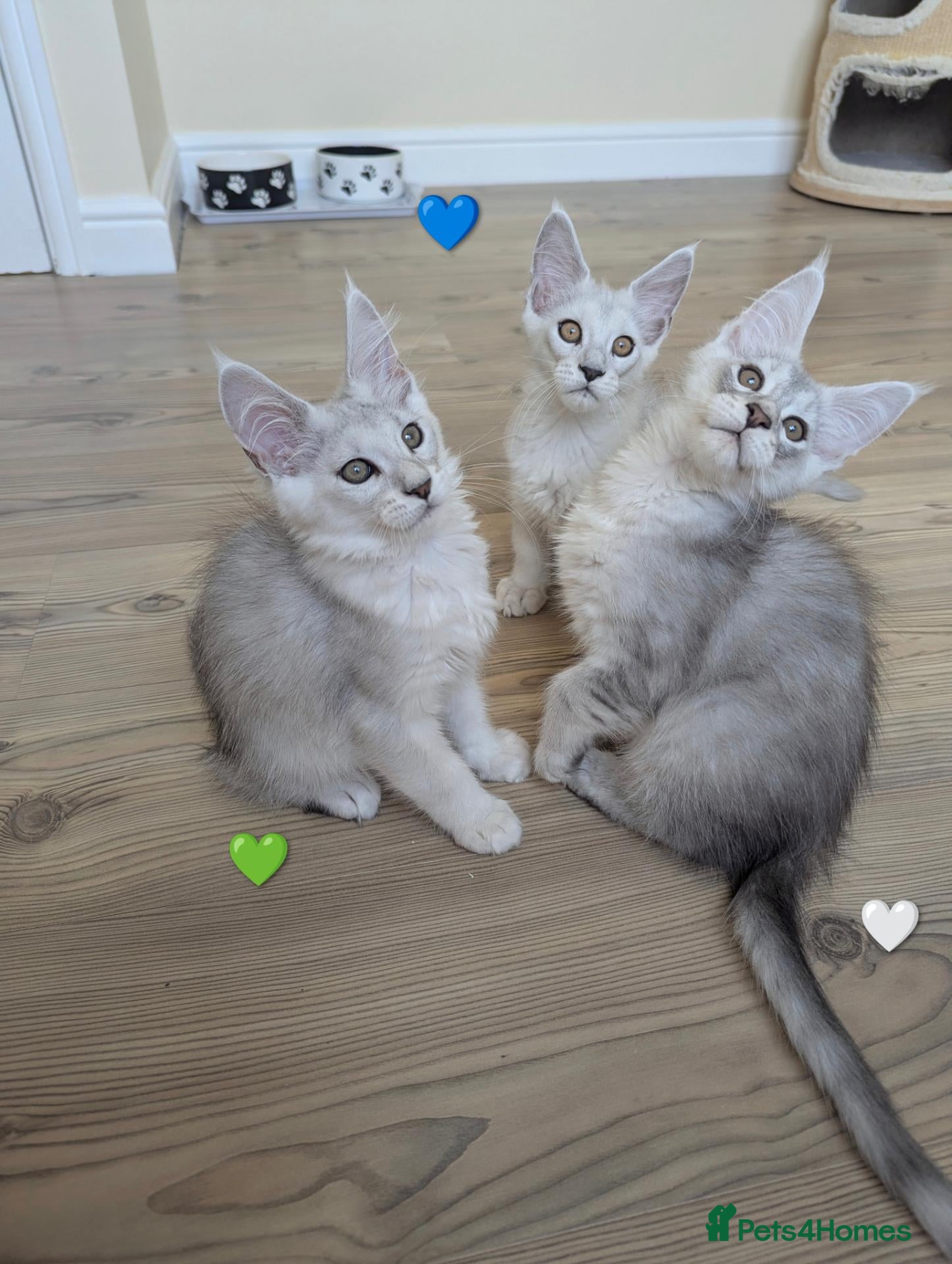 Maine Coon cats Ticked & Shaded Maine Coon Kittens  - Advert 1