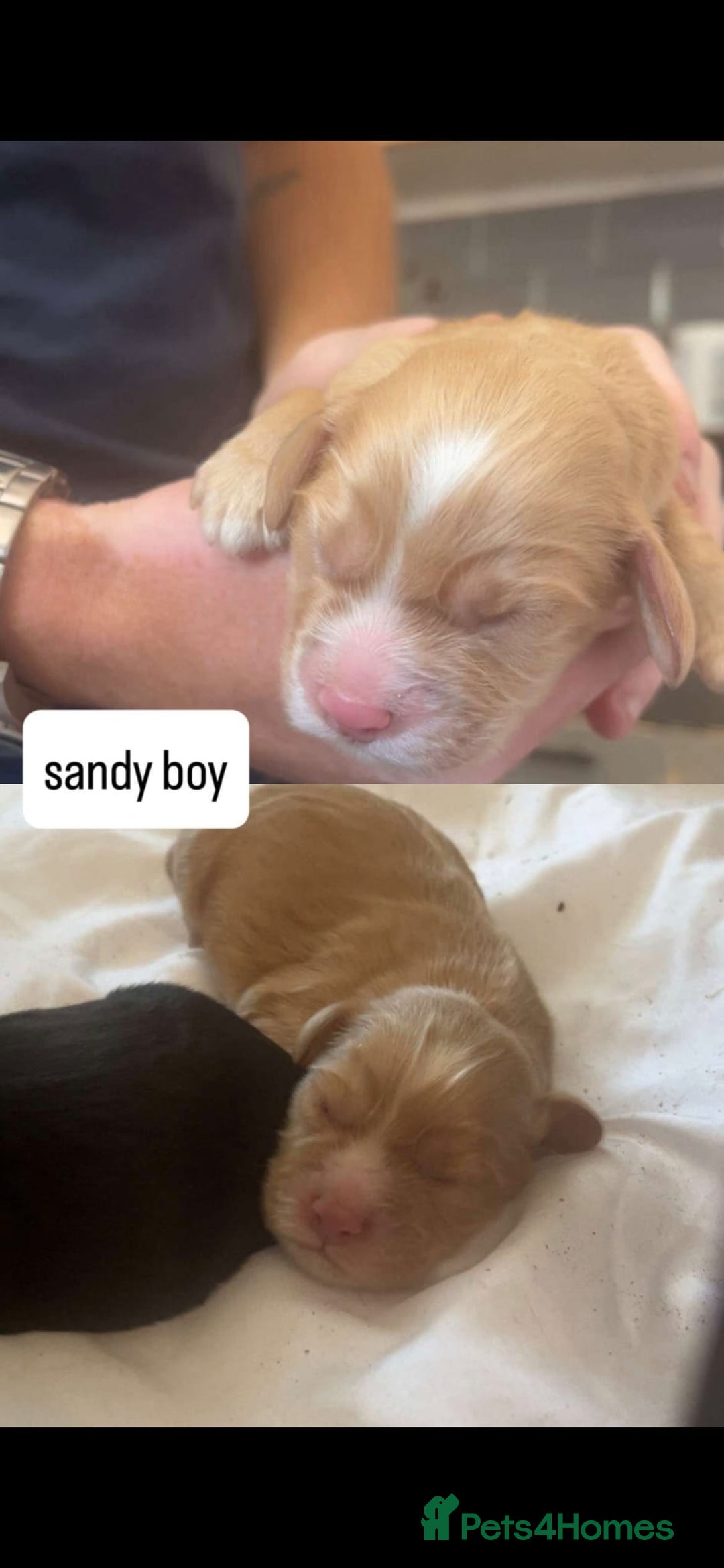 Cocker Spaniel dogs for sale: 6 week old cocker spaniel puppies  - Image 3