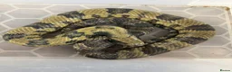 Snake reptiles for sale: Pair of False Water Cobras  - Advert 2