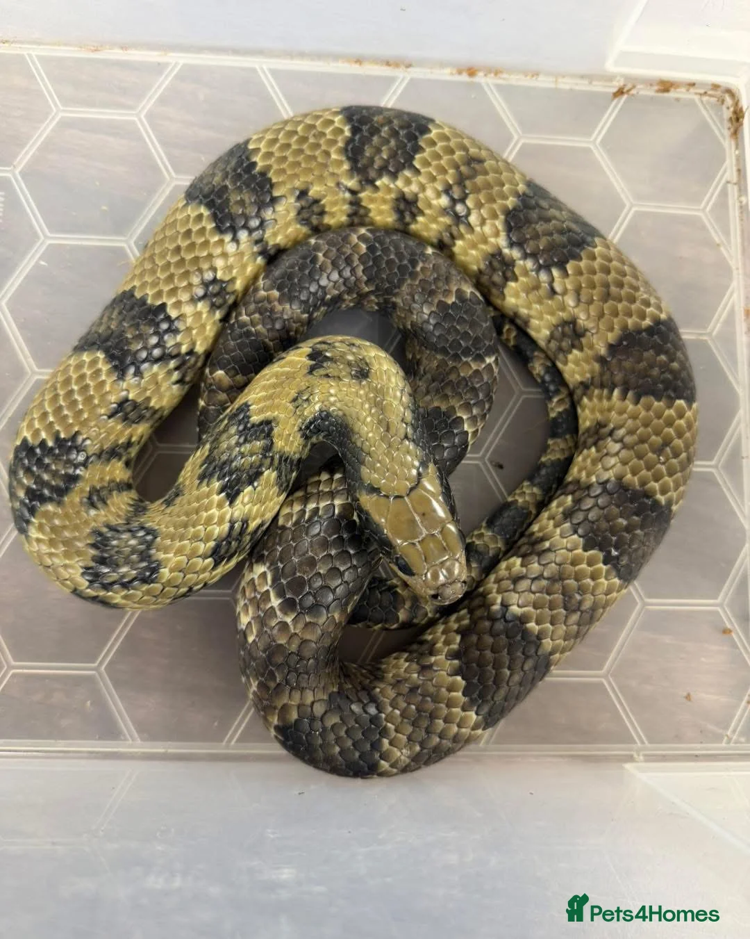 Snake reptiles for sale: Pair of False Water Cobras  - Advert 2