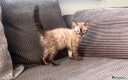 Bengal cats for sale: Stunning full pedigree bengal kittens *READY*  - Image 26