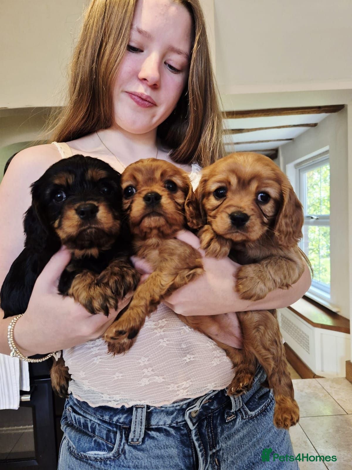 Cavalier King Charles Spaniel dogs Cavalier King Charles Spaniel Puppies - Advert 3