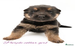 German Shepherd dogs for sale: KC GSD Puppies – Champion Bloodline Pairing - Image 2