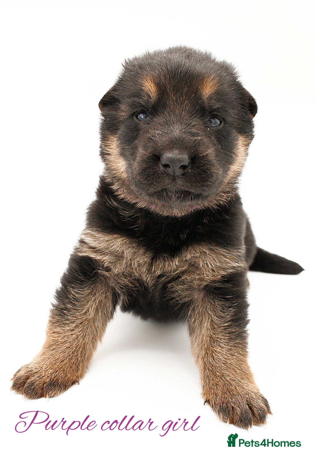 German Shepherd dogs for sale: KC GSD Puppies – Champion Bloodline Pairing - Image 2