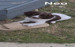 English Springer Spaniel dogs for sale: KC Reg. READY NOW. English Springer Spaniel 8 WKS - Image 39